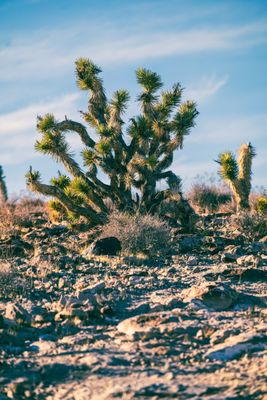 Pahranagat National Wildlife Refuge by null