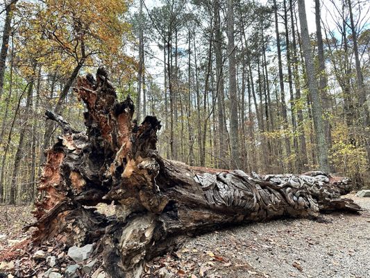 William B. Umstead State Park by null