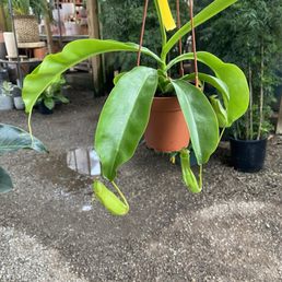 Pitcher Plant