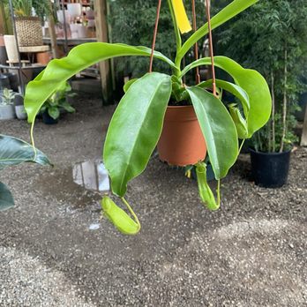 Hewitt Garden & Design Center - Pitcher Plant - Nurseries & Gardening Near Me - Franklin, Tennessee