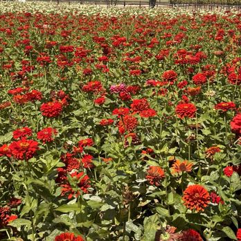 Wildseed Farms - Nurseries & Gardening Near Me - Fredericksburg, Texas