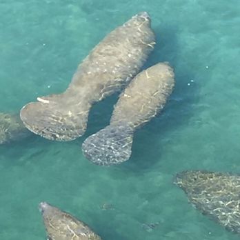 Manatee Lagoon - Aquariums Near Me - West Palm Beach, Florida Manatee Lagoon - Aquariums Near Me - West Palm Beach, Florida