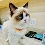 Photo of Avalon Pet Wellness Clinic