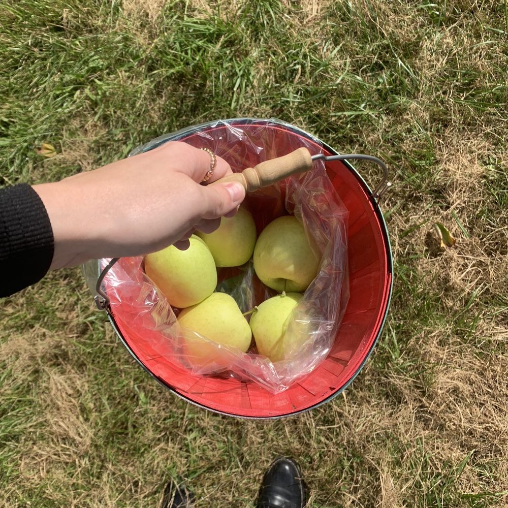 Ditzler Orchard - a person holding a bucket of apples - Pick Your Own Farms Near Me - Rosedale, Indiana Ditzler Orchard - a person holding a bucket of apples - Pick Your Own Farms Near Me - Rosedale, Indiana