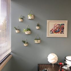 Northern Birth Roots - Succulent wall