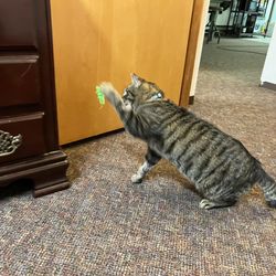 Edgewood Veterinary Clinic - Mr. Gavin, Saturday morning after I picked him up Friday afternoon playing with his toys filling much better.