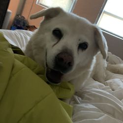 Derby City Vet - Lily, September 2022