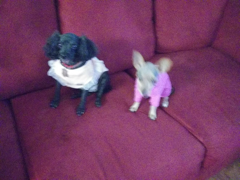 GROOMING CORNER Updated May 2024 616 N Marion St, Kirksville, Missouri Pet Groomers