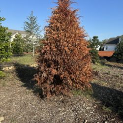 Penland S L Christmas Tree Farm