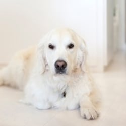 Pieces - Rider is the store mascot! He would love for you to visit:)