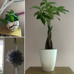 My new babies ....I mean plants I purchased today. My new babies ....I mean plants I purchased today.