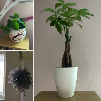 Green Thumb Nursery - My new babies ....I mean plants I purchased today. - Nurseries & Gardening Near Me - Santa Clarita, California Green Thumb Nursery - My new babies ....I mean plants I purchased today. - Nurseries & Gardening Near Me - Santa Clarita, California
