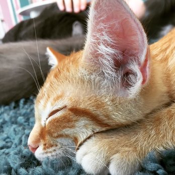 PHX Cat Cafe - Pet Adoption Near Me - Phoenix, Arizona