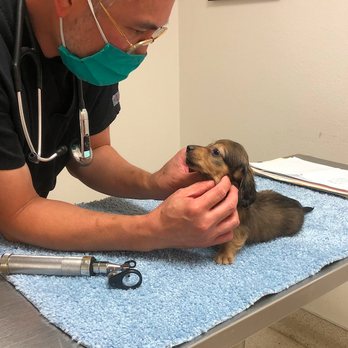 Veterinary Integrative Center - 7 Week vet check. - Veterinarians Near Me - Redlands, California Veterinary Integrative Center - 7 Week vet check. - Veterinarians Near Me - Redlands, California