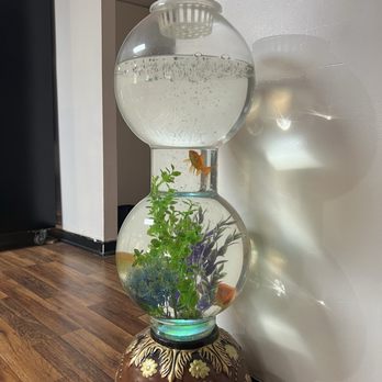 China Station - Cool fish tank - Chinese Near Me - Morgantown, West Virginia