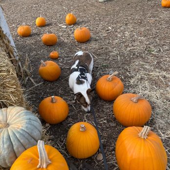 Jacobs Farms - a dog in a pumpkin patch - Pumpkin Patches Near Me - San Jose, California Jacobs Farms - a dog in a pumpkin patch - Pumpkin Patches Near Me - San Jose, California