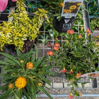 Tannum Garden Centre - Nurseries & Gardening Near Me - Tannum Sands, QLD Tannum Garden Centre - Nurseries & Gardening Near Me - Tannum Sands, QLD