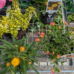 Tannum Garden Centre