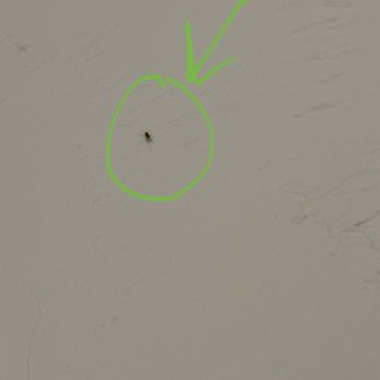 Nantasket Beach Resort - Lots of fruit flies in the room - Resorts Near Me - Hull, Massachusetts Nantasket Beach Resort - Lots of fruit flies in the room - Resorts Near Me - Hull, Massachusetts