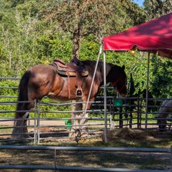 Amber Brooke Farms - Eustis - The Clydesdale eating hay when not working