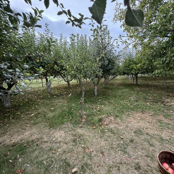 Old World Apples - Pick Your Own Farms Near Me - Ridgefield, Washington