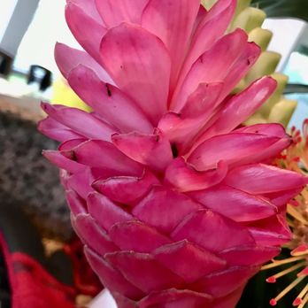 JC's Flowers  - Beauty - Florists Near Me - Kealia, Hawaii