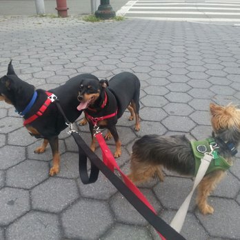 The Dandy Dogwalker - Brooklyn - Dog Walkers Near Me - Brooklyn, New York The Dandy Dogwalker - Brooklyn - Dog Walkers Near Me - Brooklyn, New York