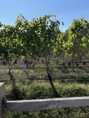 Rose Hill Vineyards & Inn by null