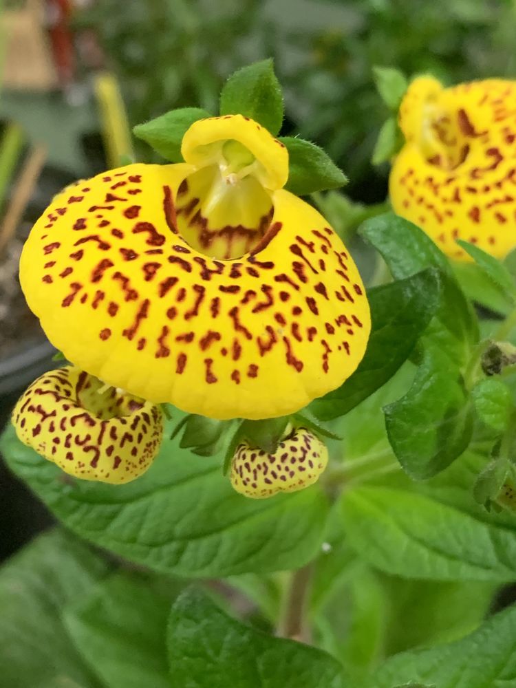 LUNA’S GARDENS 21 Photos 9164 Deschutes Rd, Palo Cedro, CA Yelp