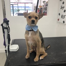 Marty looking handsome in his bowtie! Marty looking handsome in his bowtie!