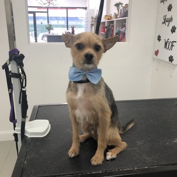 Vivi Pet Care - Marty looking handsome in his bowtie! - Pet Groomers Near Me - Astoria, New York Vivi Pet Care - Marty looking handsome in his bowtie! - Pet Groomers Near Me - Astoria, New York