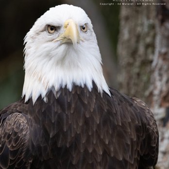Brevard Zoo - Brevard Zoo Bald Eagle - Zoos Near Me - Melbourne, Florida Brevard Zoo - Brevard Zoo Bald Eagle - Zoos Near Me - Melbourne, Florida
