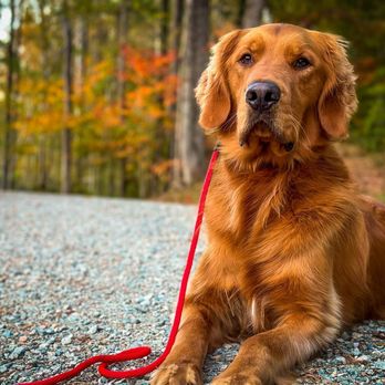 Ridgeside K9 New England - Pet Training Near Me Ridgeside K9 New England - Pet Training Near Me