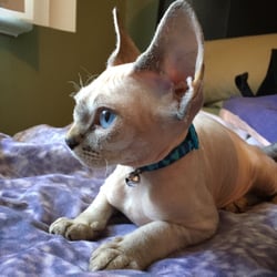 Timberlea Veterinary Clinic