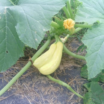 Hollin Farms - Funny double yellow squash. - Fruits & Veggies Near Me - Delaplane, Virginia