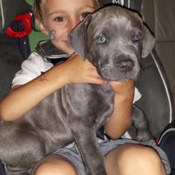 King's Harvest No Kill Pet Rescue