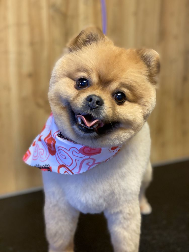BARK AVENUE PET GROOMING REDMOND Updated October 2024 18 Photos