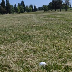 Oak Knoll Golf Course - Had to search for my ball when it was hit near center of the fairway.