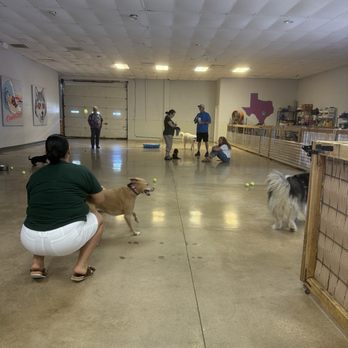 Work and Woof - Play space indoors - Dog Parks Near Me - Austin, Texas Work and Woof - Play space indoors - Dog Parks Near Me - Austin, Texas