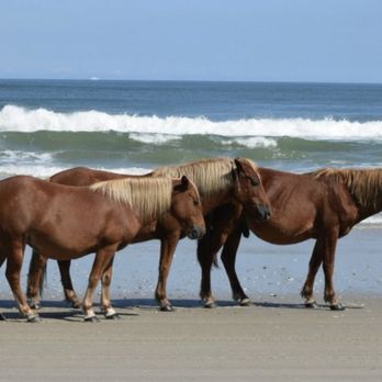 Twiddy - The Dream - wild horses of @corolla nc - Vacation Rentals Near Me - Corolla, North Carolina Twiddy - The Dream - wild horses of @corolla nc - Vacation Rentals Near Me - Corolla, North Carolina