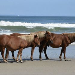 Twiddy - The Dream - Wild horses of @corolla nc