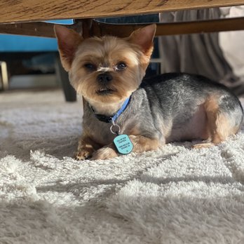 Bubbles Pet Spa - My baby is a happy boy! - Pet Groomers Near Me - Encino, California Bubbles Pet Spa - My baby is a happy boy! - Pet Groomers Near Me - Encino, California