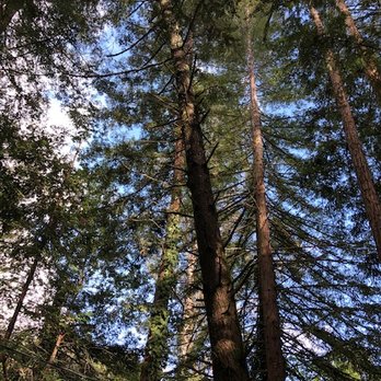 PlanTerra Landscapes - I love trees. Tree huger through and through. - Landscaping Near Me PlanTerra Landscapes - I love trees. Tree huger through and through. - Landscaping Near Me
