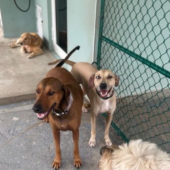 Doggy Retreat and Spa - Pet Sitting Near Me - Cutler Bay, Florida Doggy Retreat and Spa - Pet Sitting Near Me - Cutler Bay, Florida