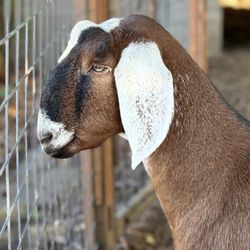 The Goat Place - Beautiful goat