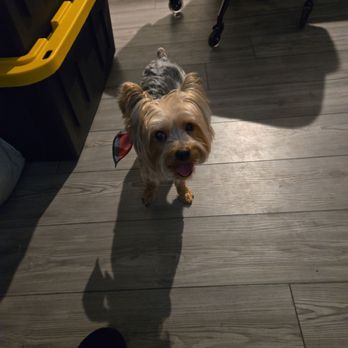 Bark & Mane - Pet Groomers Near Me