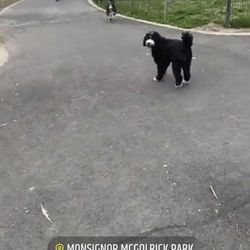 Msgr McGolrick Park - Cuteness