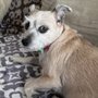 Photo of Sweet Dog Of Mine Mobile Grooming