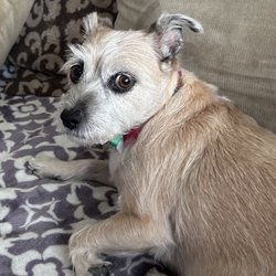 Sweet Dog Of Mine Mobile Grooming - Our dog, Ginger