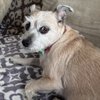 Sweet Dog Of Mine Mobile Grooming gift card